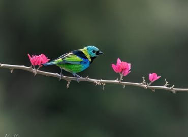 Saíra sete cores