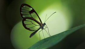 Borboleta de vidro