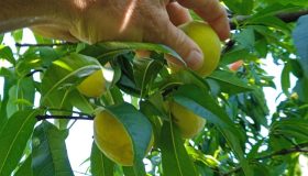 Imagem do WhatsApp de 2025-11-18 à(s) 08.14.39_ce99f531