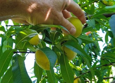 Imagem do WhatsApp de 2025-11-18 à(s) 08.14.39_ce99f531