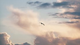 A silhouette of a flying bird with a cloudy sky in the background