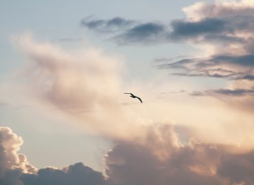 A silhouette of a flying bird with a cloudy sky in the background