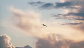 A silhouette of a flying bird with a cloudy sky in the background